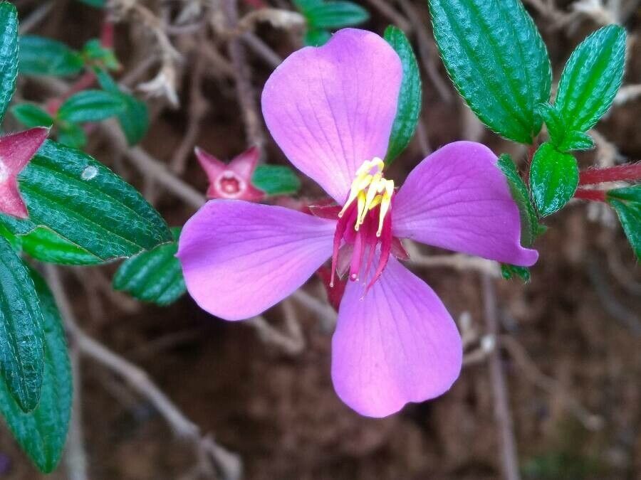 Monochaetum vulcanicum flower