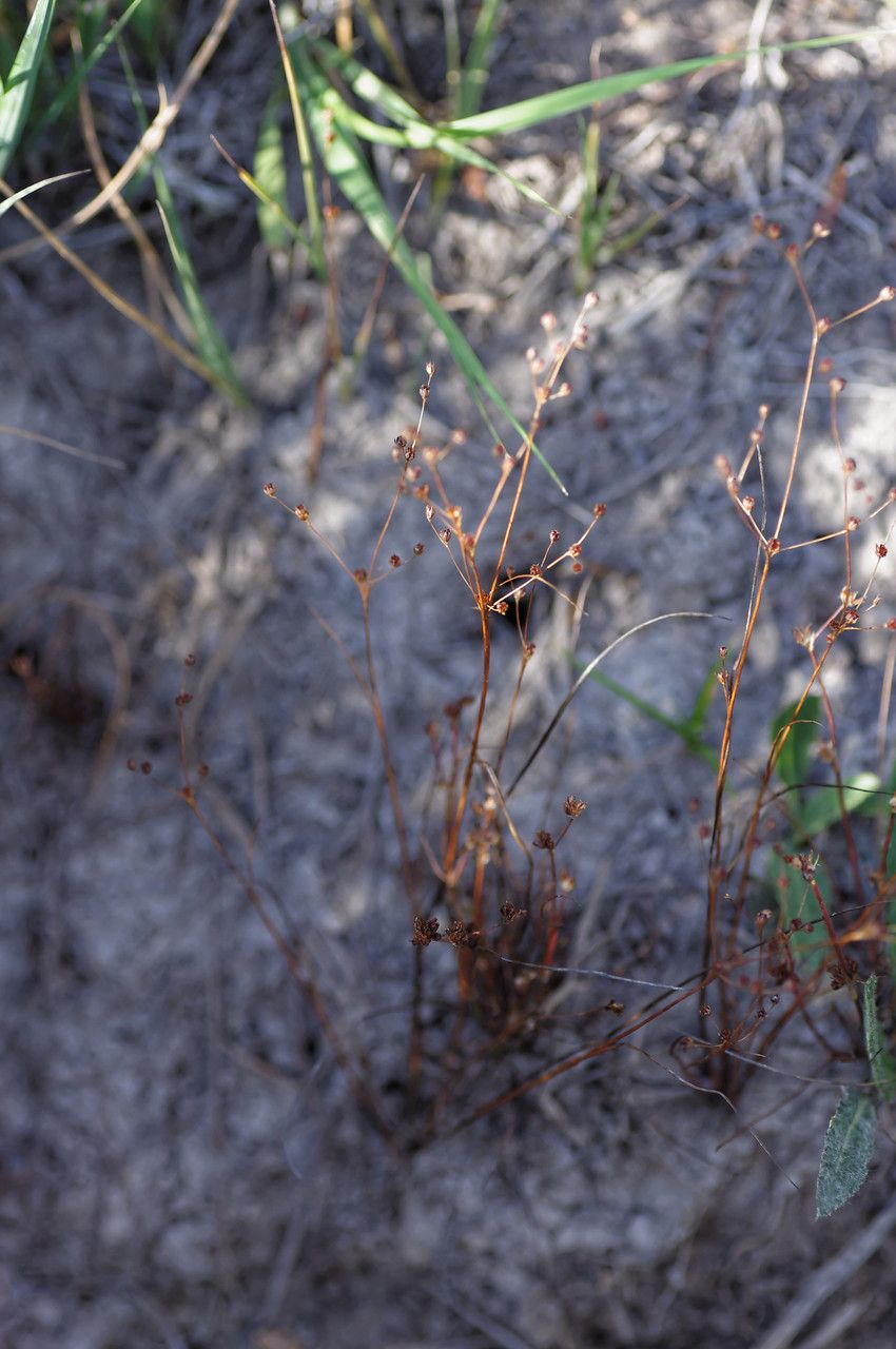 Juncus tenageia habit