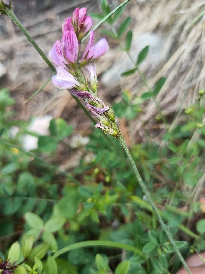 Onobrychis pindicola flower