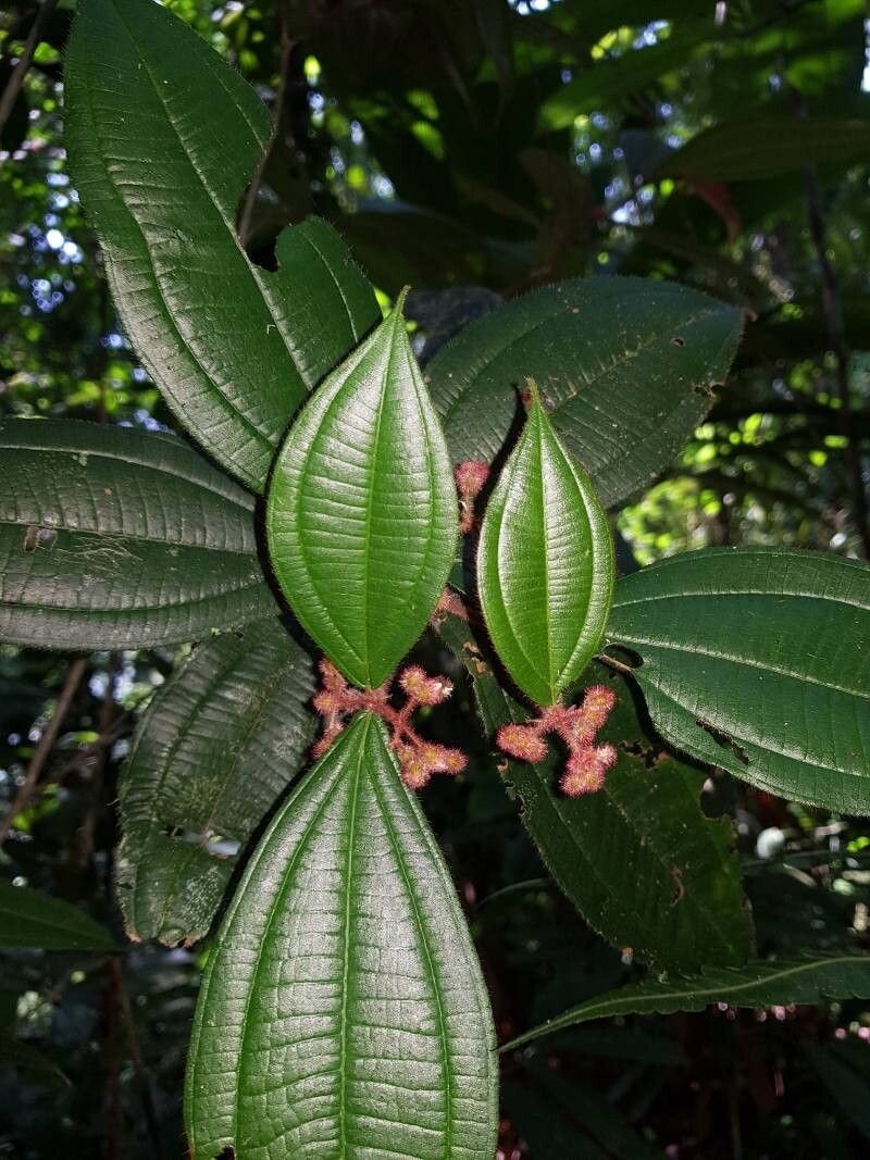 Miconia allenii — houseplant care guide