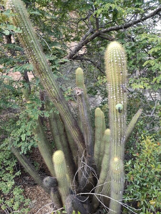Pilosocereus piauhyensis habit