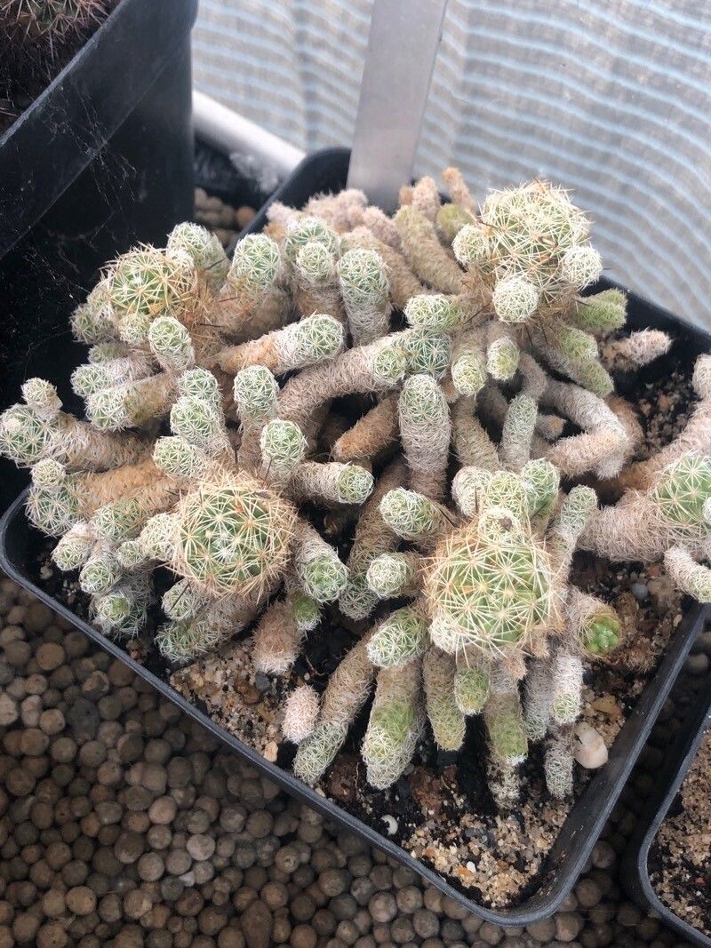 Mammillaria vetula