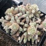 Mammillaria vetula