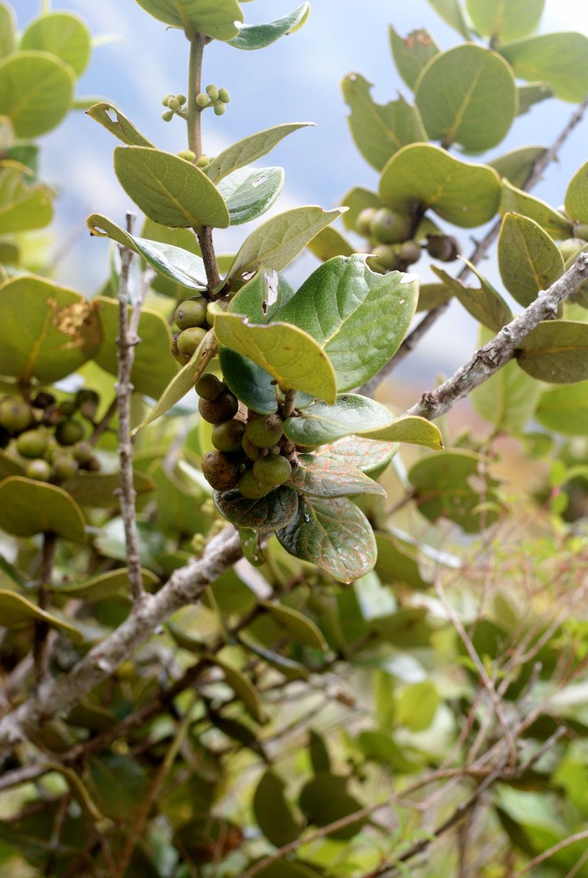 Monimia ovalifolia other