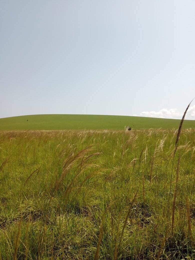 Loudetia demeusei flower