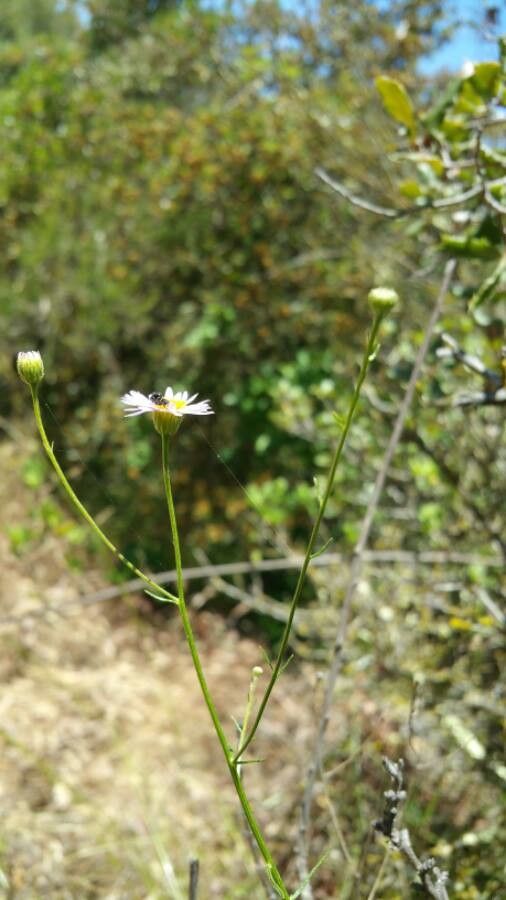 Erigeron foliosus bark