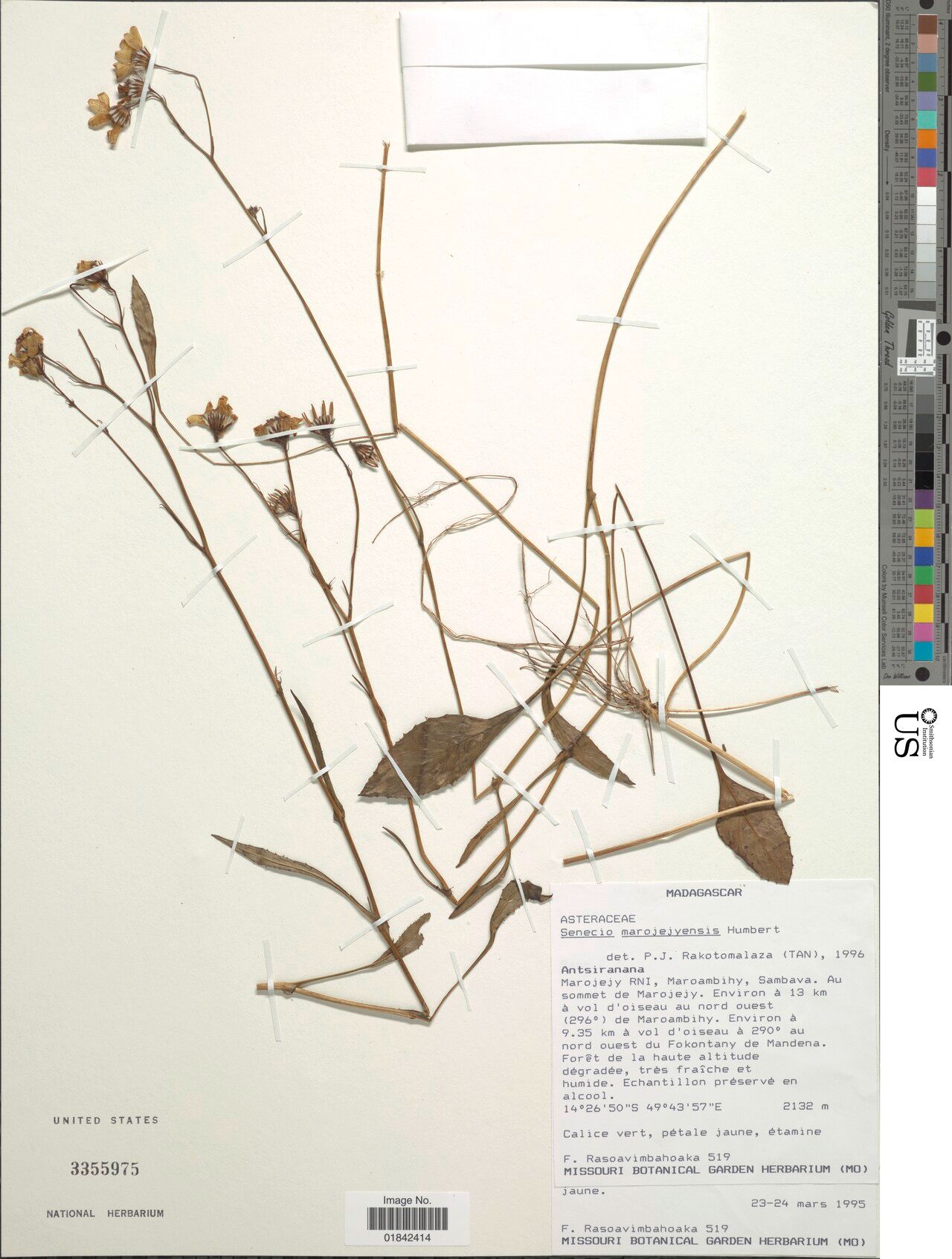 Senecio marojejyensis — houseplant care guide