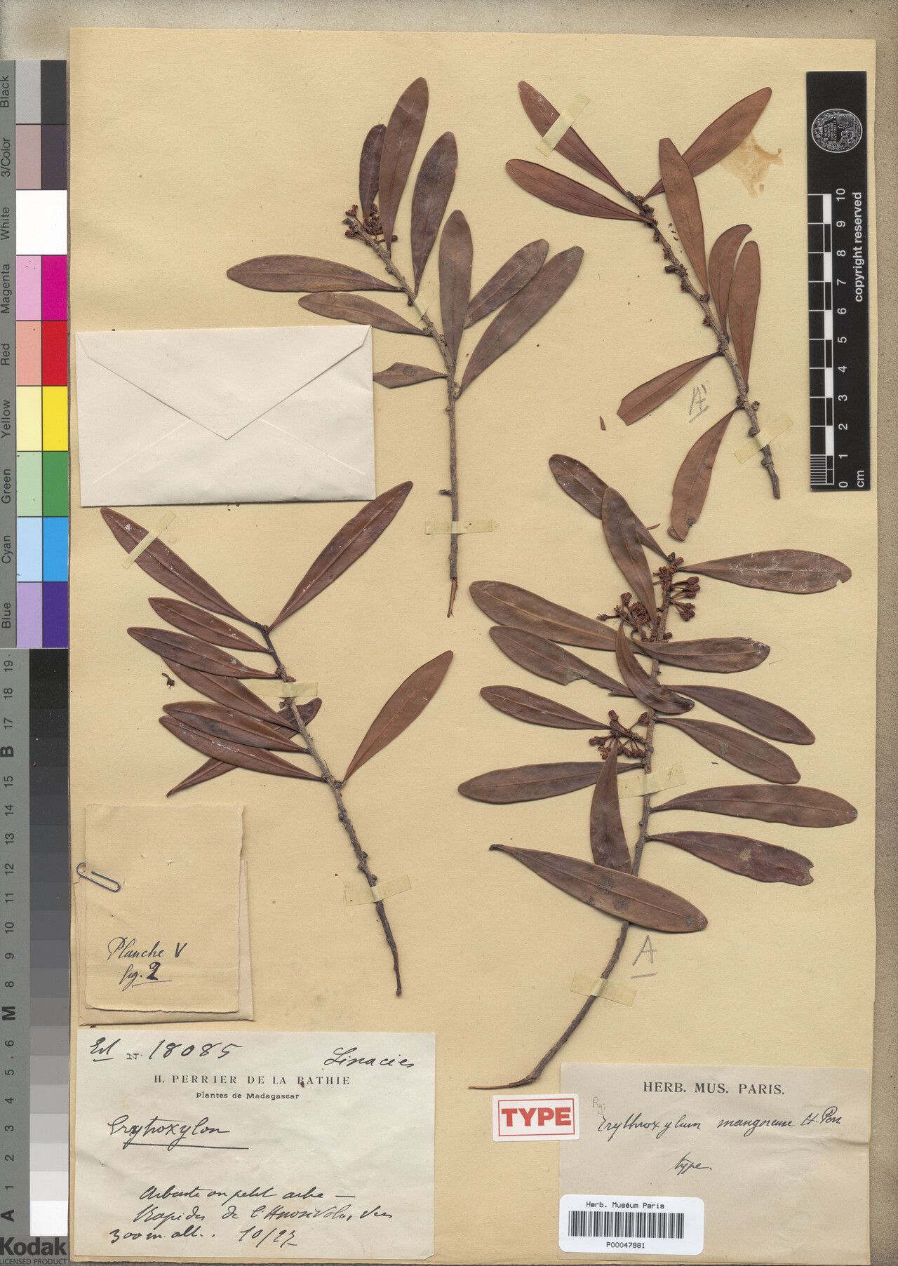 Erythroxylum mangorense — houseplant care guide