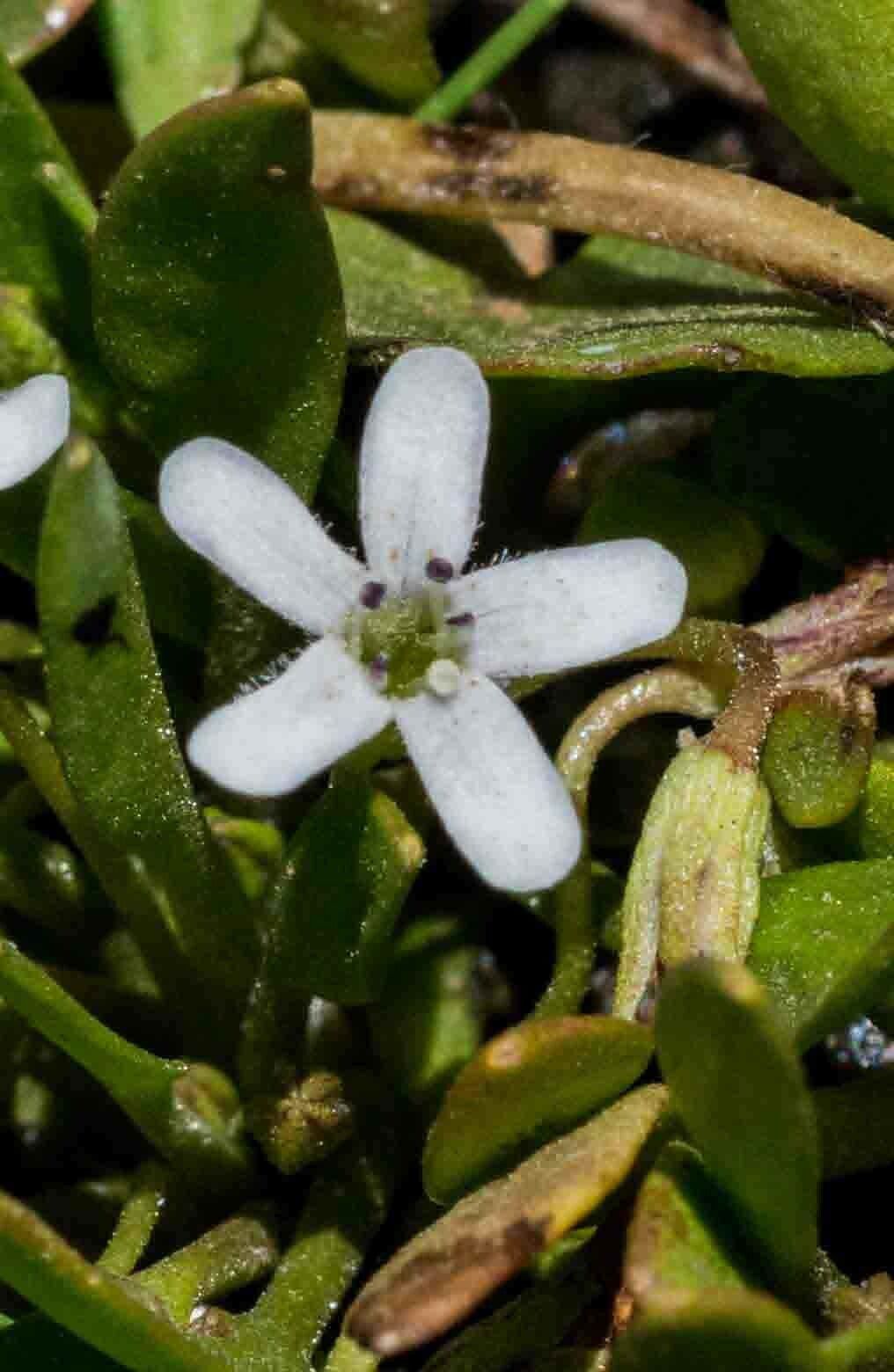 Limosella major — related species from the same genus