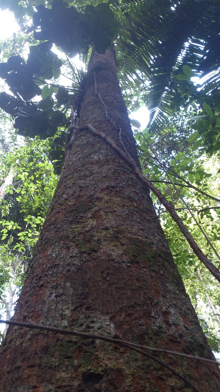 Virola koschnyi bark