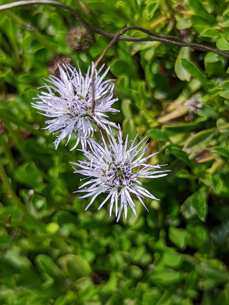 Globularia meridionalis flower
