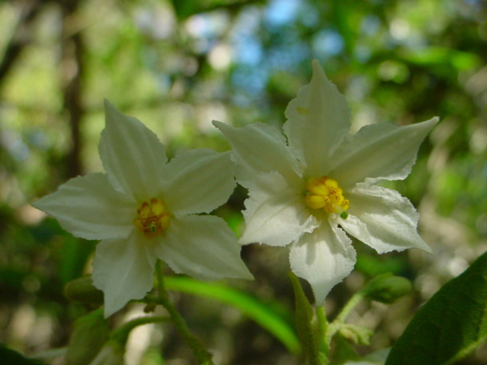 Solanum tetrandrum flower