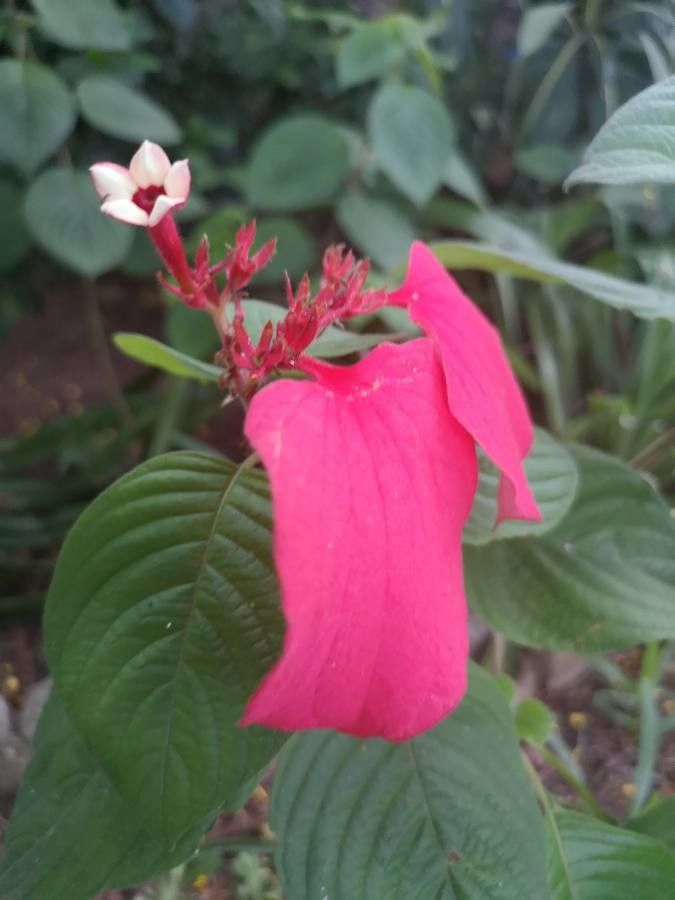 Mussaenda erythrophylla flower