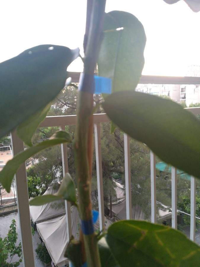 Citrus clementina bark