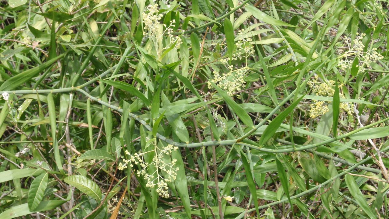 Flagellaria indica flower