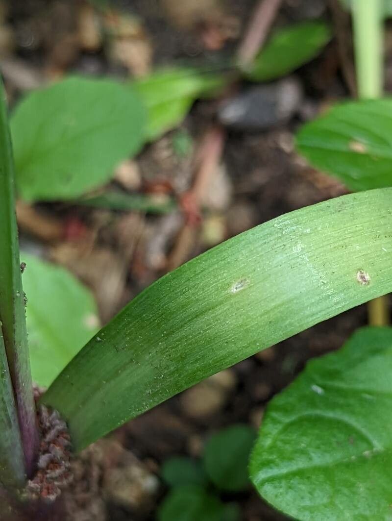 Allium unifolium — search result for 'Allium'