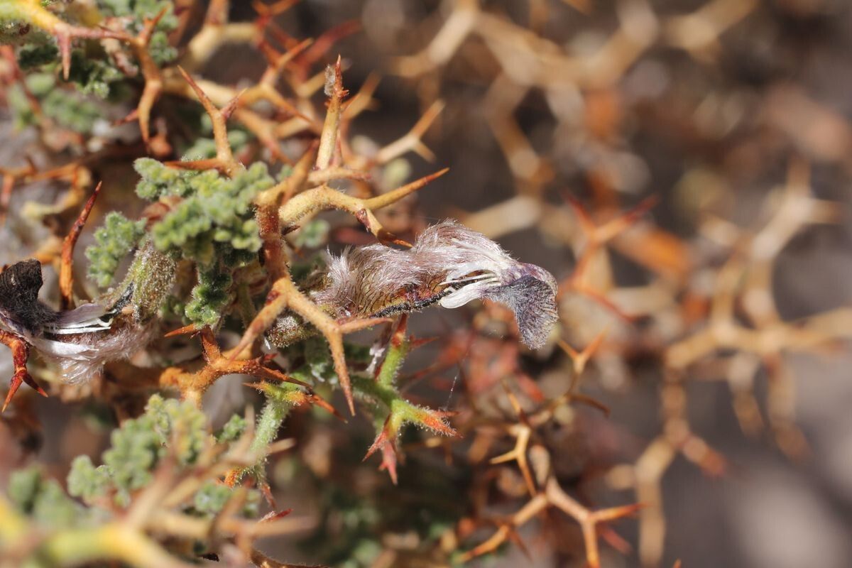 Adesmia polyphylla fruit