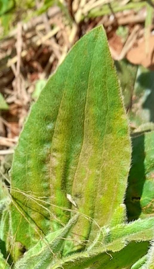 Plantago australis — search result for 'Plantago'