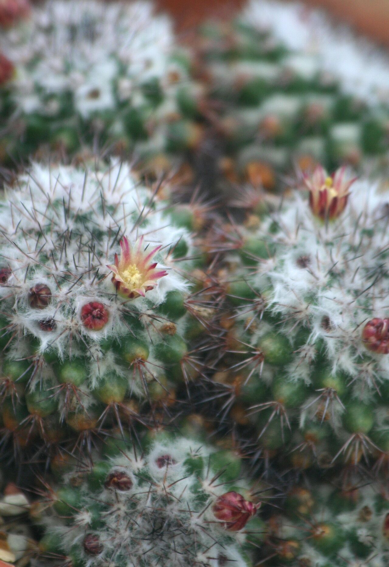 Mammillaria bocensis flower