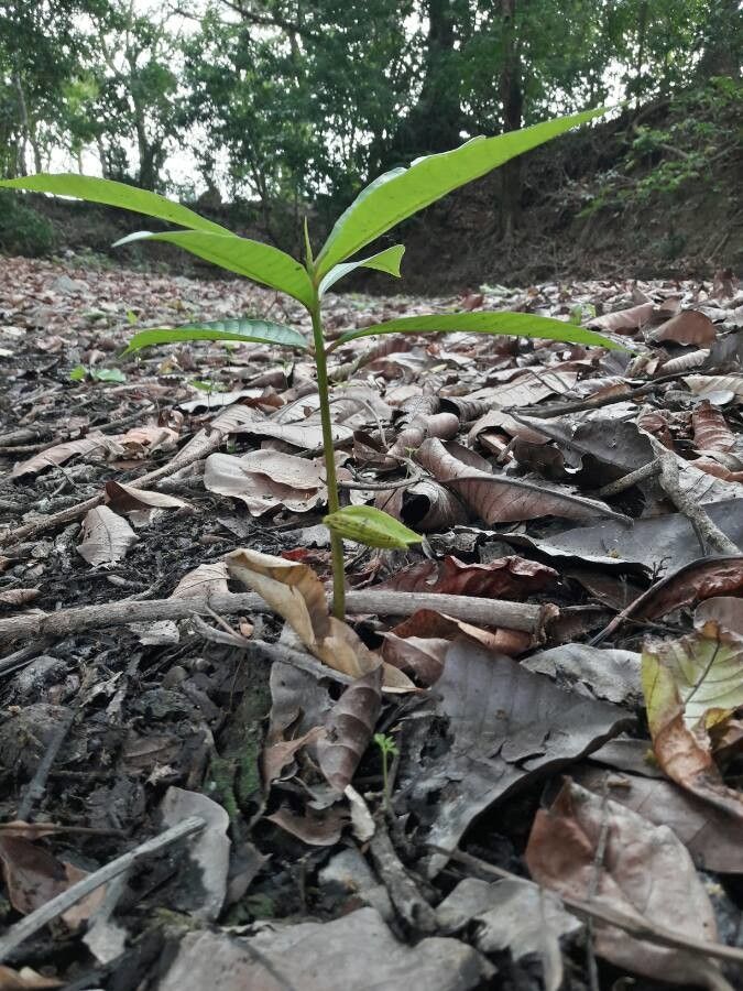 Anacardium excelsum habit