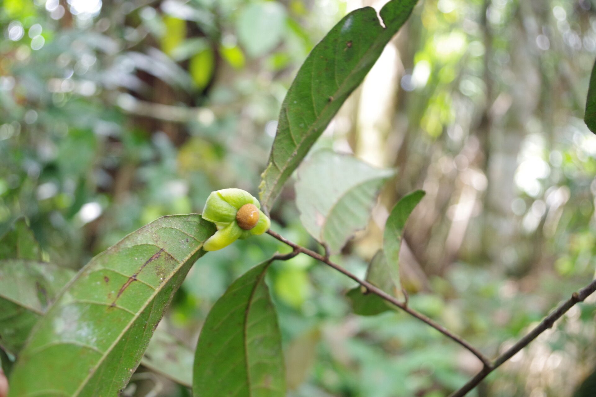 Uvaria angolensis flower