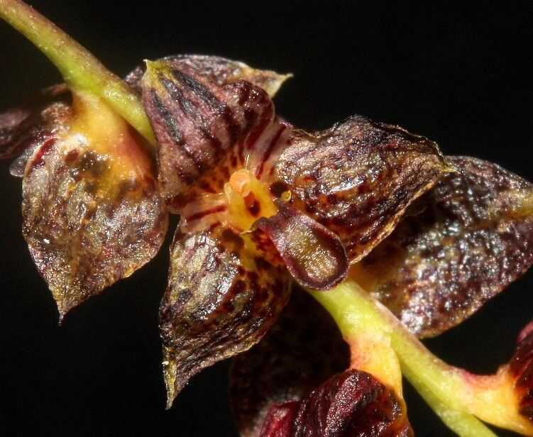 Bulbophyllum therezienii — houseplant care guide