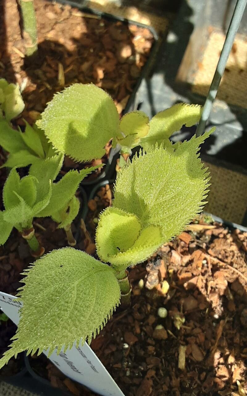 Deinanthe bifida — related species from the same genus