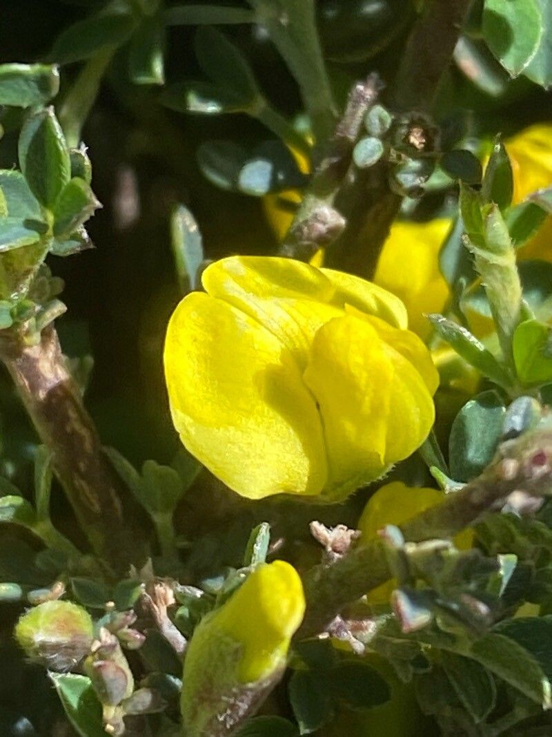 Chamaecytisus spinescens flower