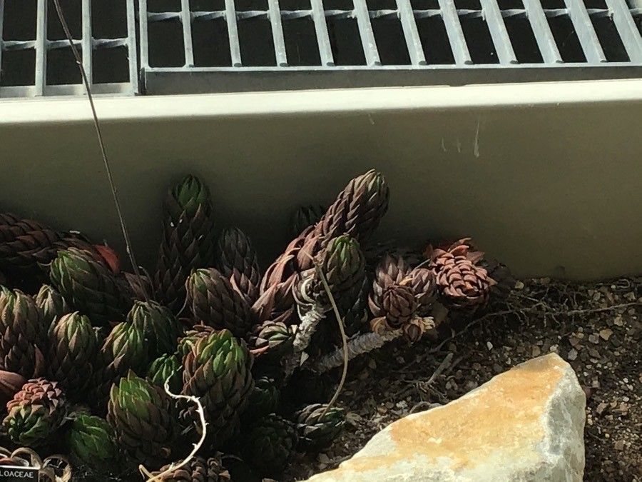 Haworthia coarctata leaf