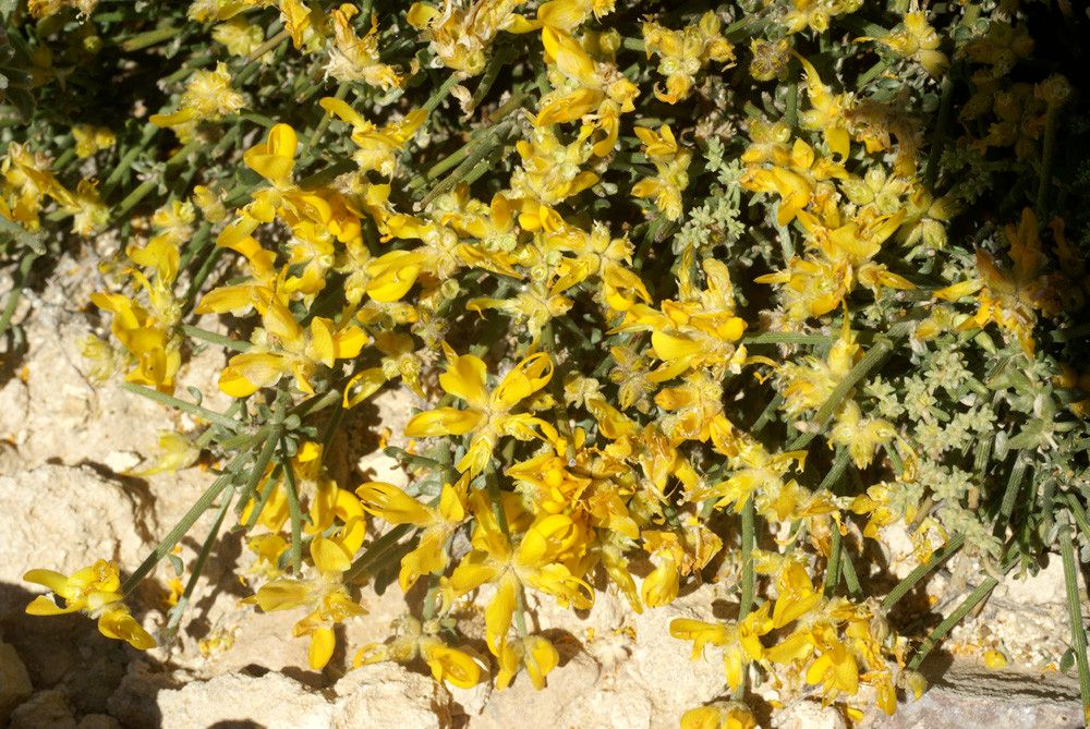 Genista microcephala — search result for 'Genista'