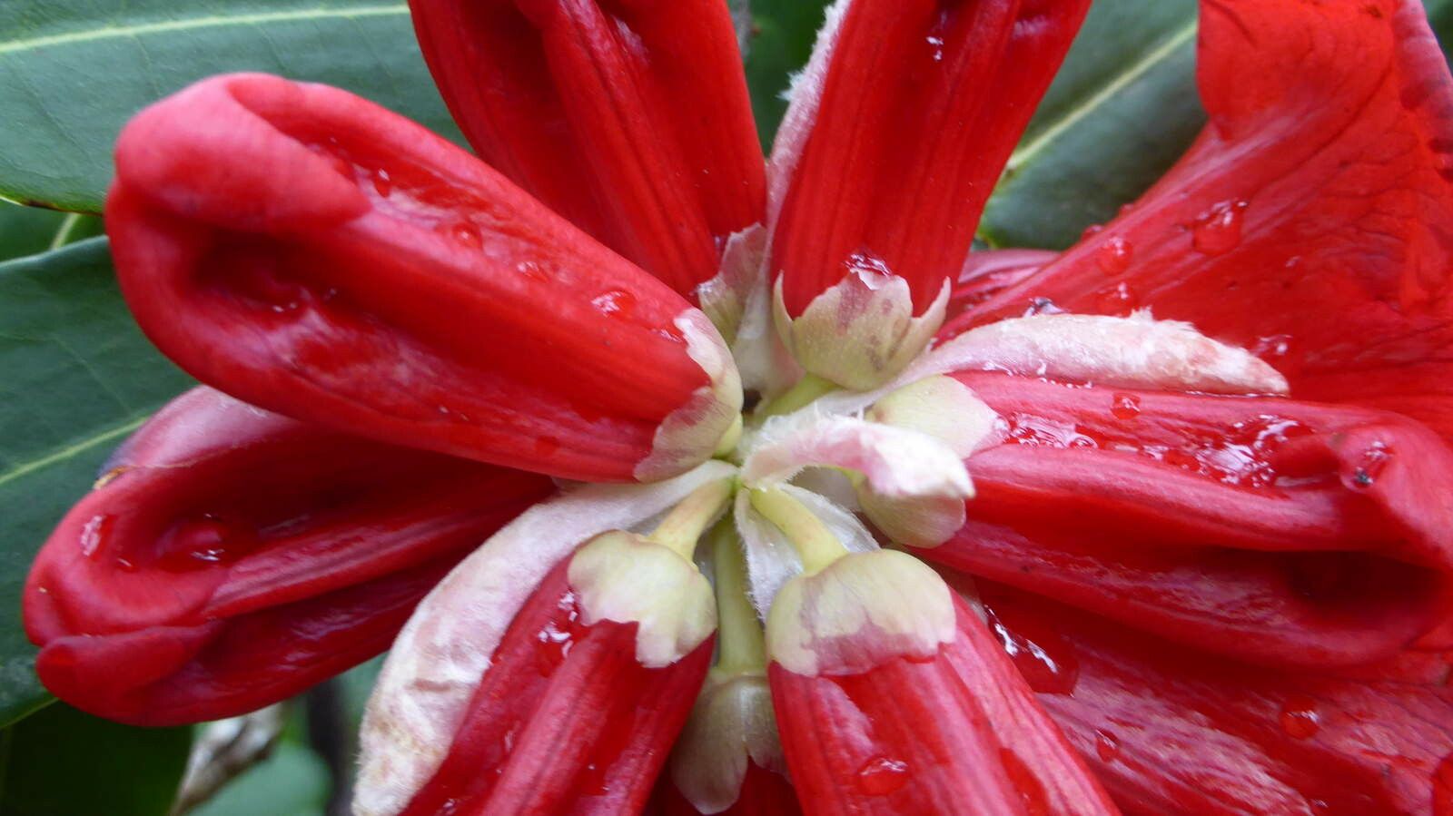 Rhododendron hookeri flower