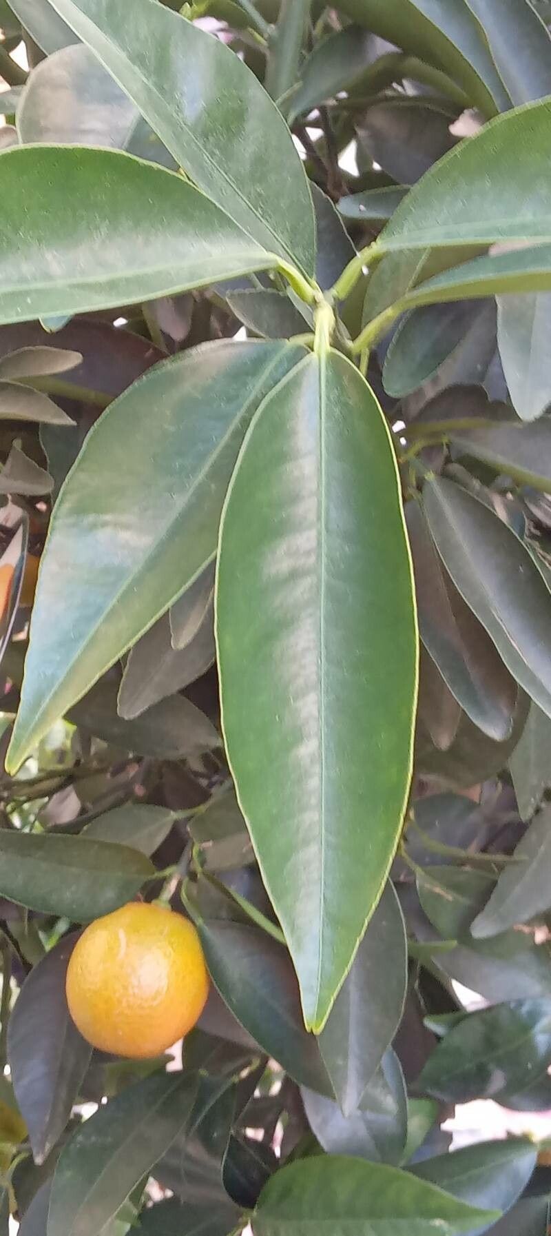 Citrus mitis — search result for 'Panama'