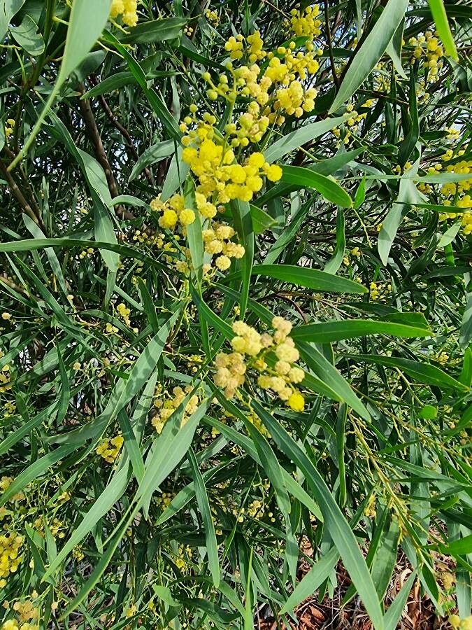 Acacia neriifolia flower