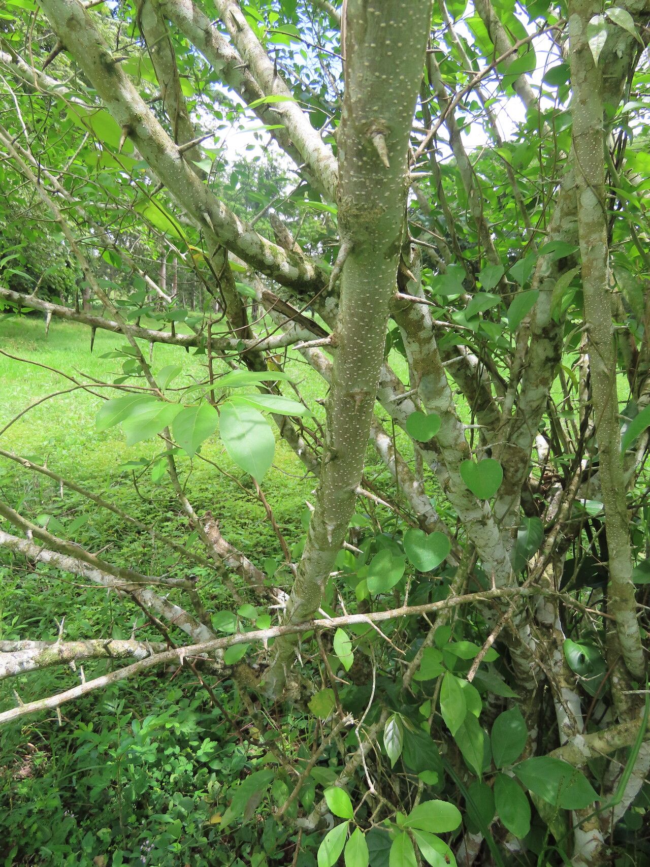 Casearia aculeata habit