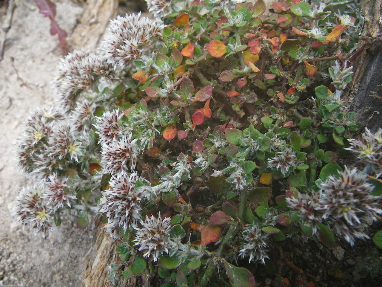 Polycarpaea latifolia habit