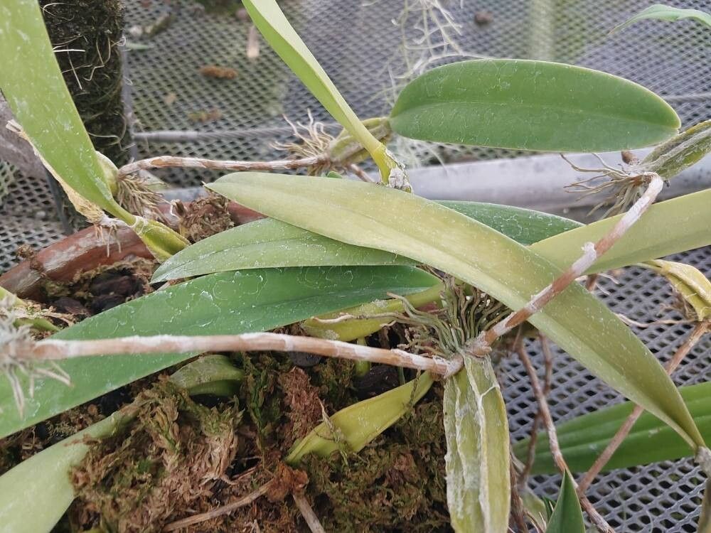 Bulbophyllum rufinum leaf