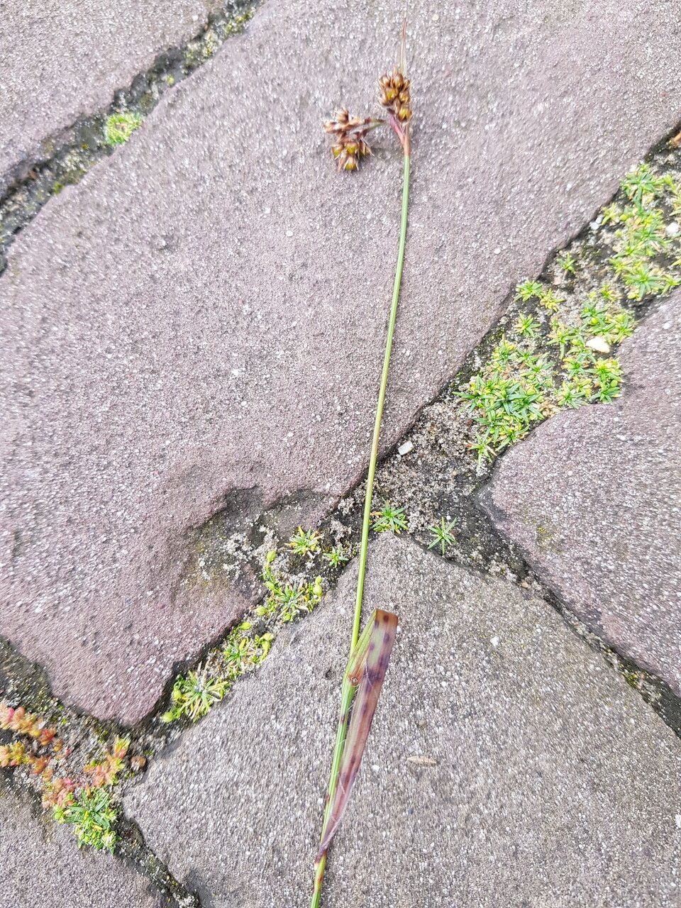 Luzula congesta flower