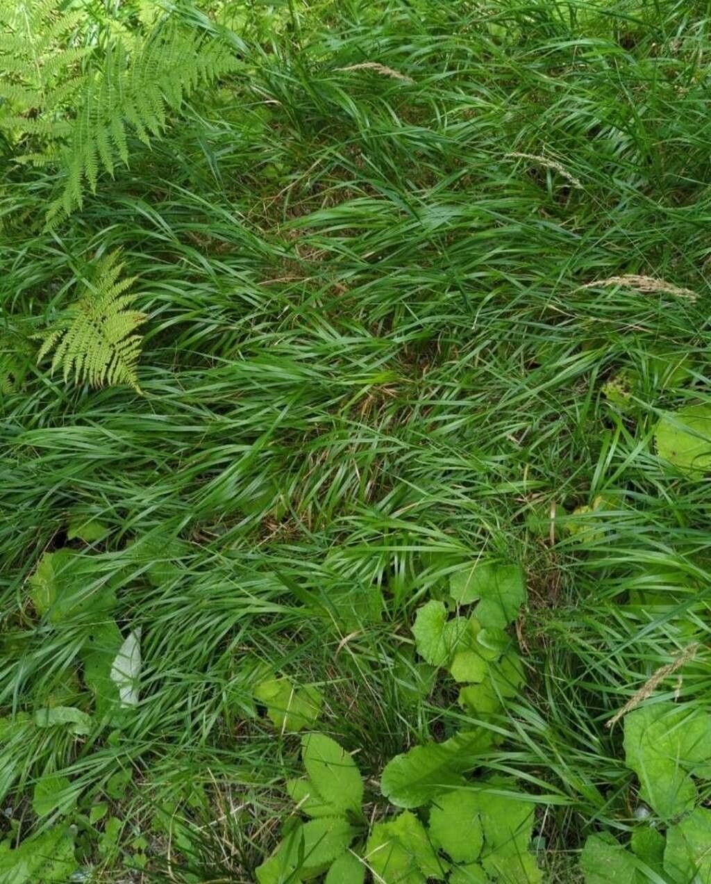 Agrostis schraderiana flower