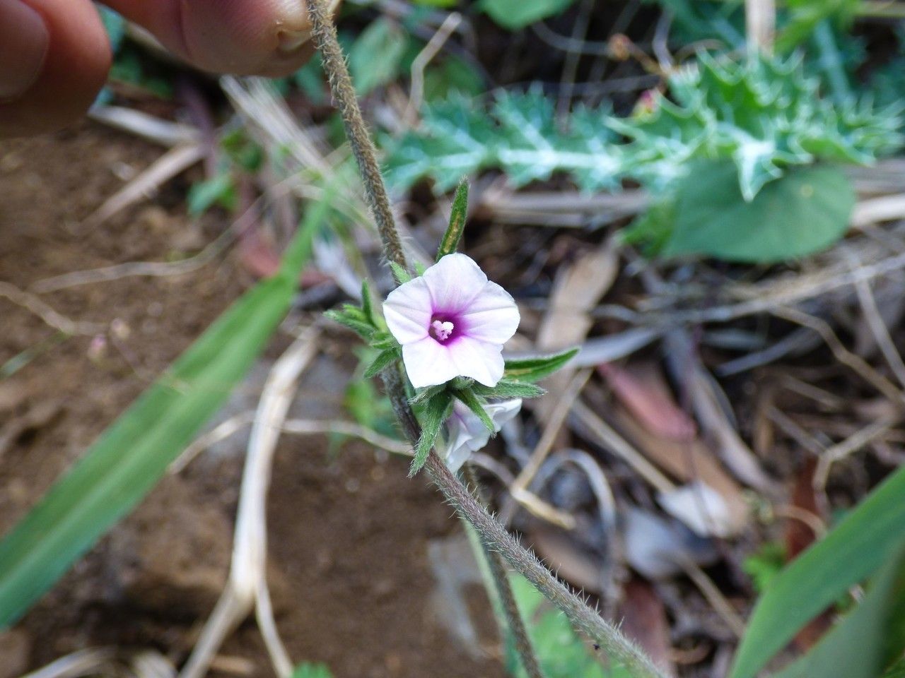 Ipomoea eriocarpa flower