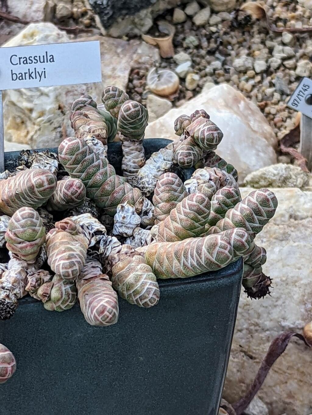 Crassula barklyi — search result for 'Namibia'