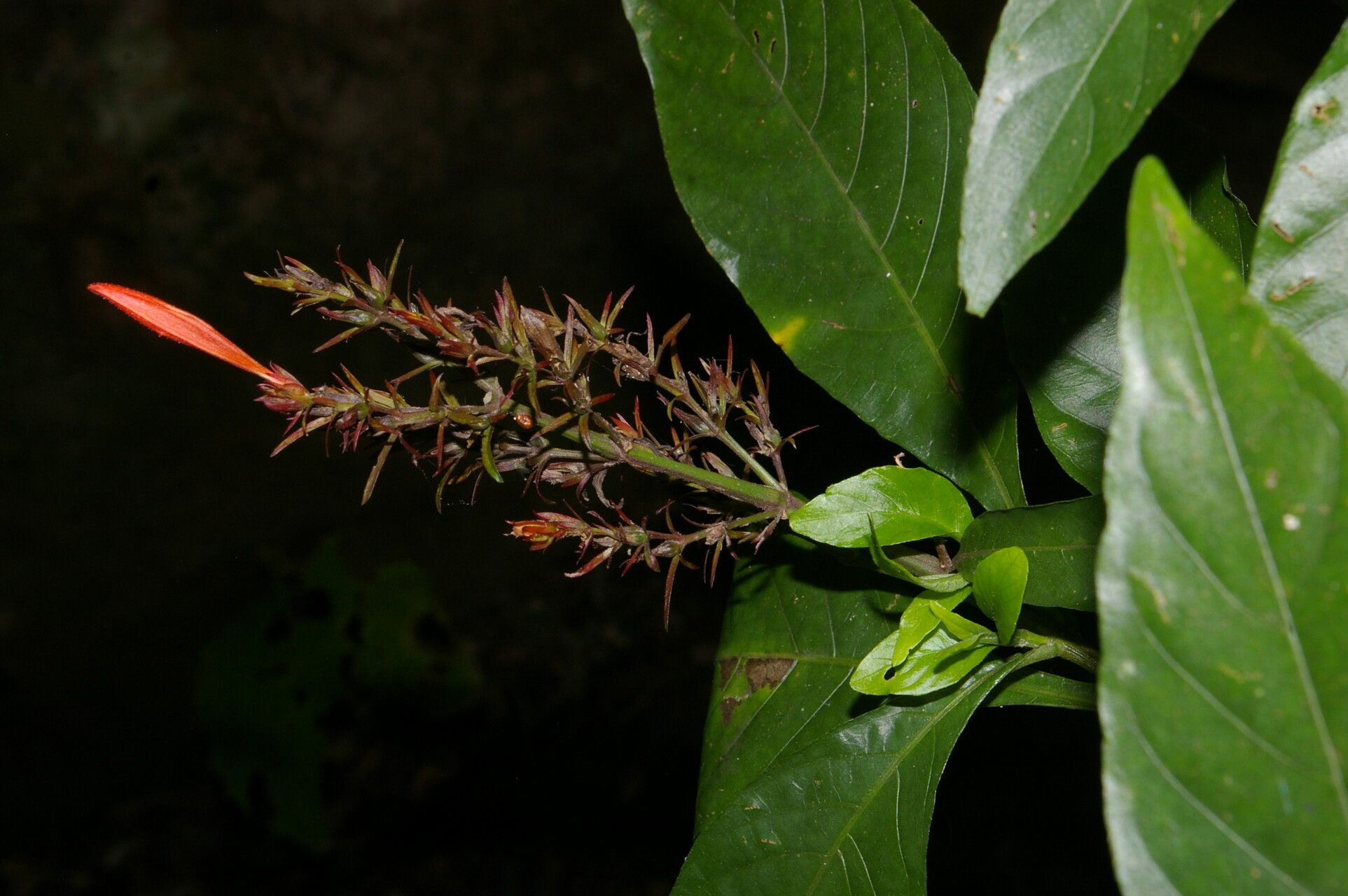 Justicia valerii flower