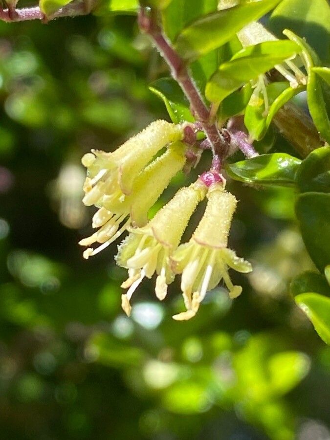 Lonicera nitida flower