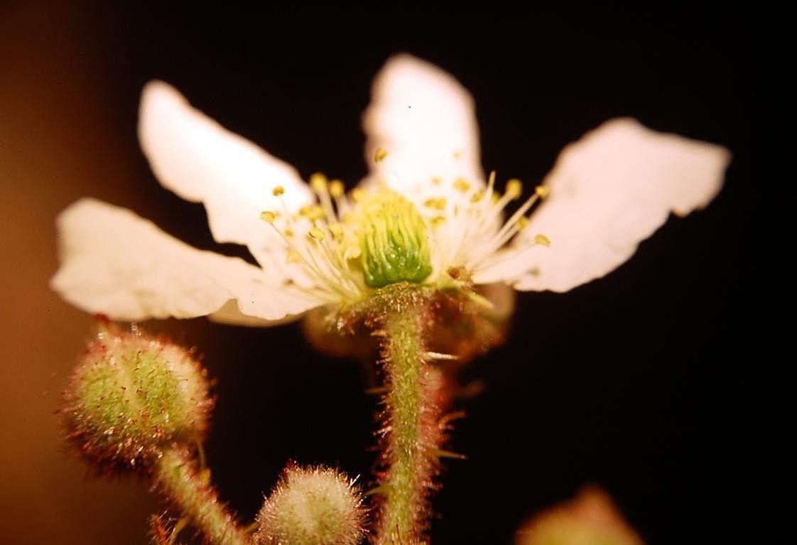 Rubus incanescens flower