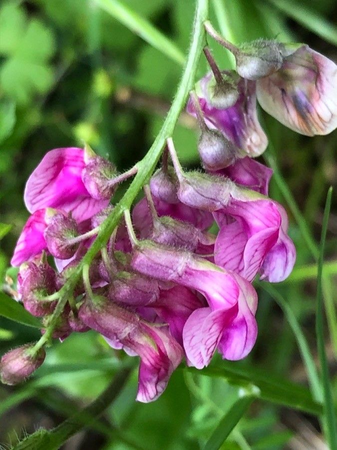 Lathyrus venetus flower