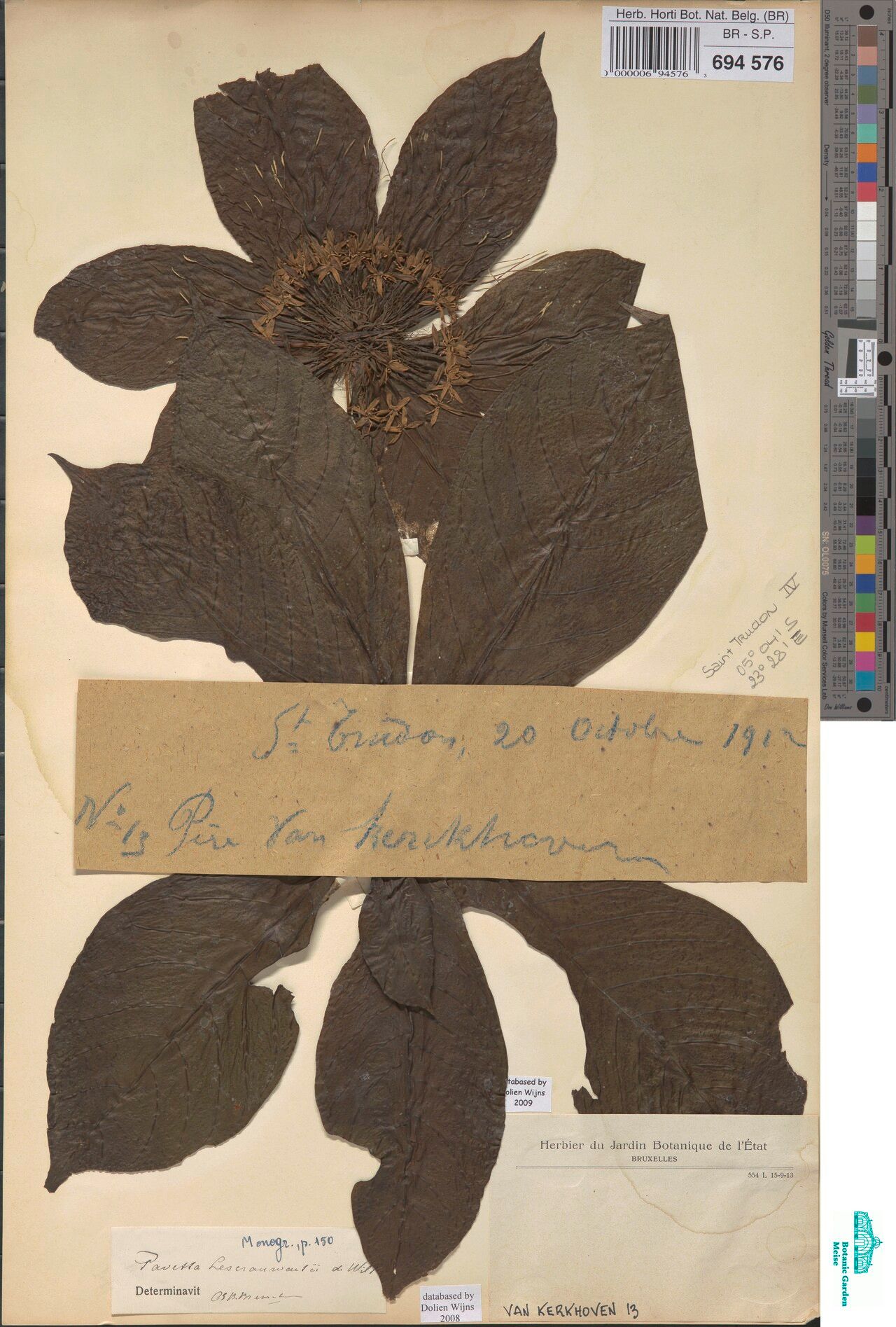 Pavetta lescrauwaetii — houseplant care guide