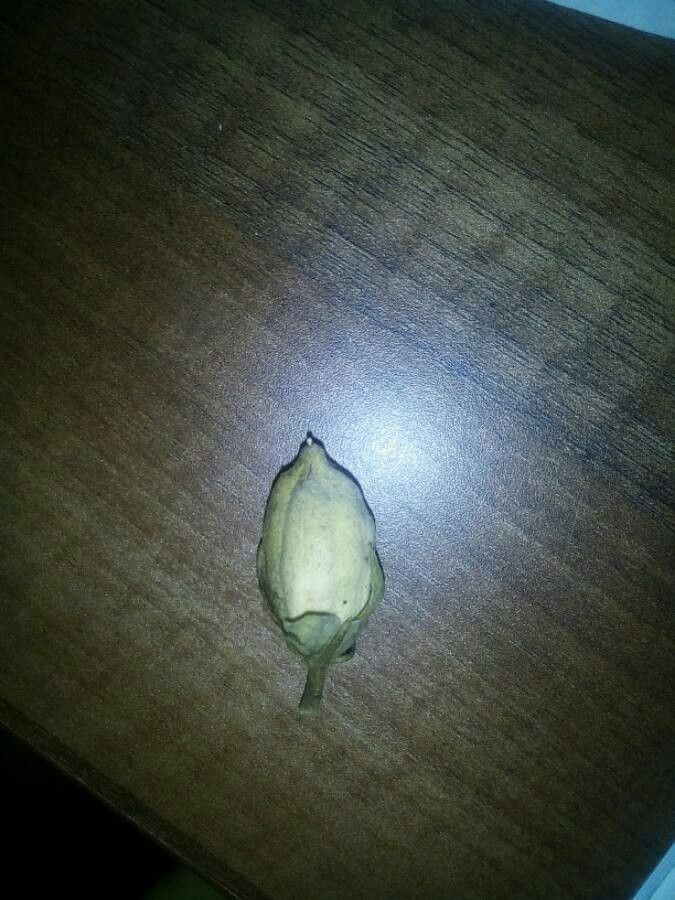 Hibiscus aculeatus fruit