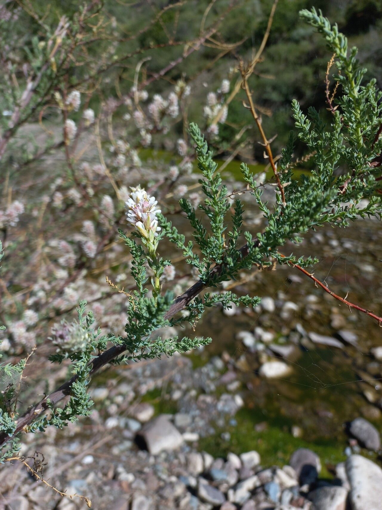 Tamarix laxa — search result for 'Tamarix'