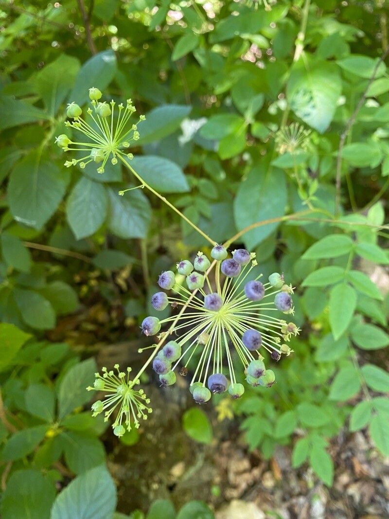 Aralia hispida flower