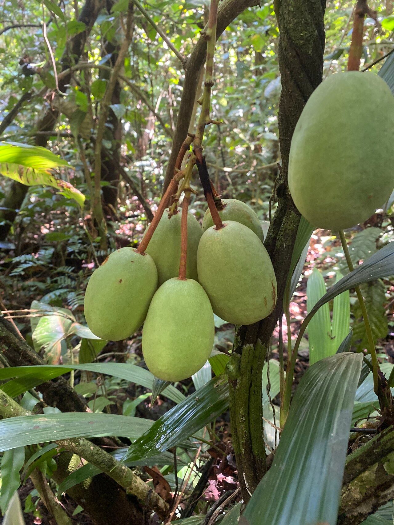 Passiflora spinosa fruit