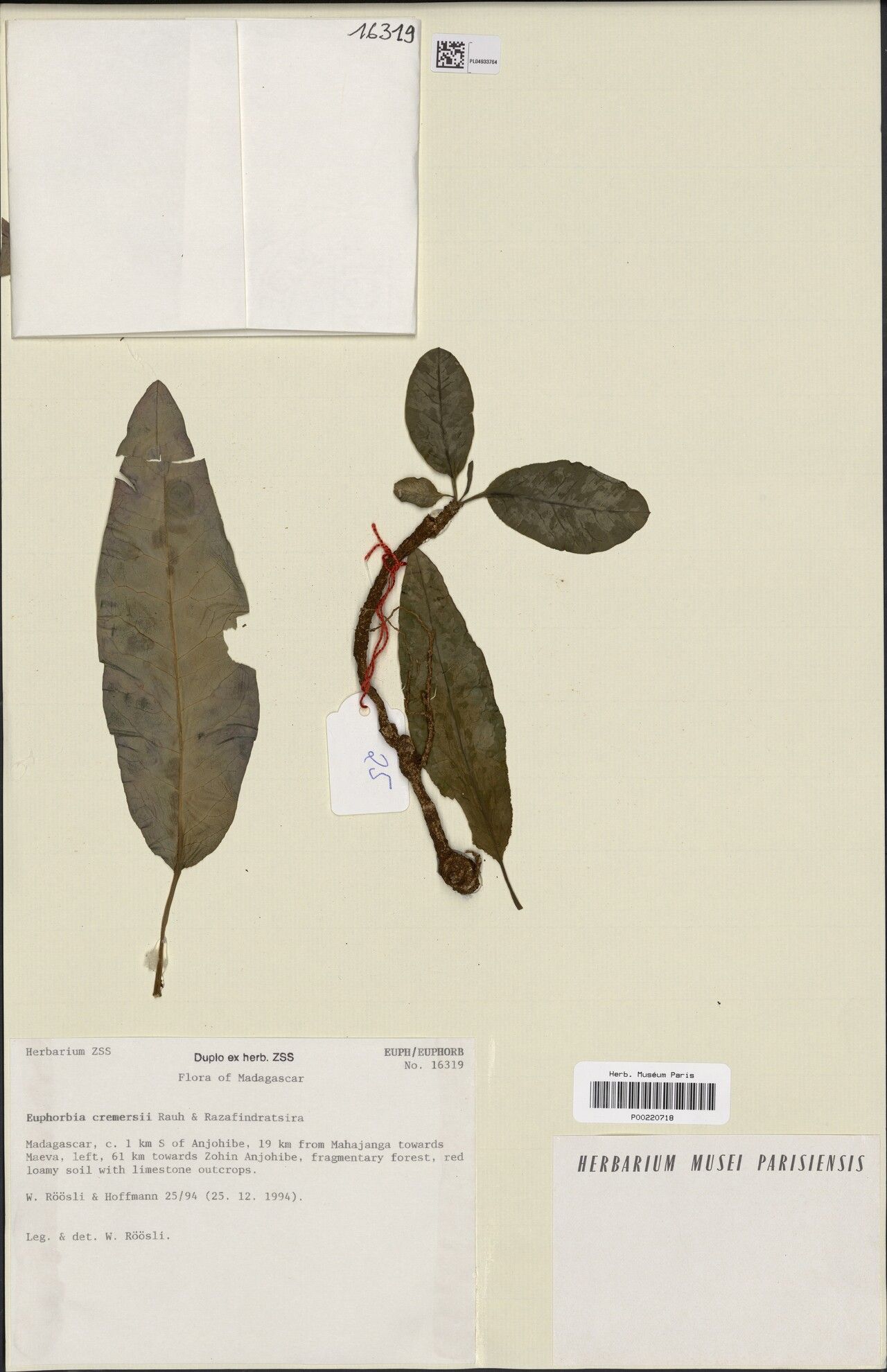 Euphorbia cremersii — houseplant care guide